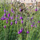 700 Purple Prairie Clover Dalea Purpurea Flower Seeds Easy to Grow