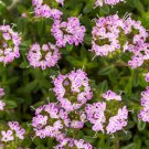3000 Summer Savory Satureja Hortensis Herb Purple Flower Seeds Easy to Grow