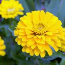250 Yellow Canary Bird Zinnia Elegans Flower Seeds Easy to Grow