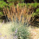 250 Ornamental Indian Grass Sorghastrum Nutans Native Indiangrass Seeds Easy to Grow