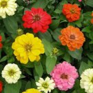 250 Mixed Colors Common Garden Zinnia Elegans Flower Seeds Easy to Grow