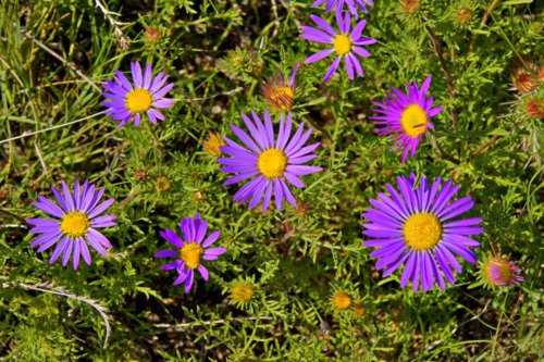 100 Purple Smooth Violet Prairie Aster Aster Tanacetifolia Flower Seeds Easy to Grow