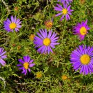 100 Purple Smooth Violet Prairie Aster Aster Tanacetifolia Flower Seeds Easy to Grow