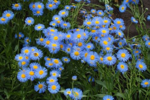 1000 Blue Fleabane Daisy Dainty Aspen Fleabane Erigeron Speciosus Flower Seeds Easy to Grow