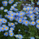 1000 Blue Fleabane Daisy Dainty Aspen Fleabane Erigeron Speciosus Flower Seeds Easy to Grow