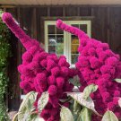 100 Organic Elephant Head Amaranthus Amaranthus Gangeticus Burgundy Red Seeds Easy to Grow