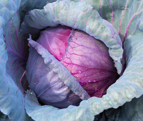 500 Red Acre Cabbage Brassica Oleracea Capitata Vegetable Seeds Easy to Grow