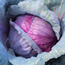 500 Red Acre Cabbage Brassica Oleracea Capitata Vegetable Seeds Easy to Grow 500 Red Acre Cabbage Brassica Oleracea Capitata Vegetable Seeds Easy to Grow