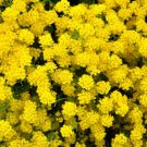 1000 Golden Tuft Alyssum Basket Of Gold Aurinia Saxatilis Yellow Flower Seeds Easy to Grow