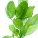 1000 Licorice Basil Ocimum Basilicum Herb Flower Seeds Easy to Grow