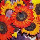 100 Autumn Beauty Sunflower Helianthus Annuus Flower Seeds Easy to Grow