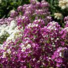 500 Sweet Alyssum Royal Carpet Lobularia Maritima Flower Seeds Easy to Grow
