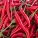 300 Long Red Cayenne Pepper Capsicum Annuum Vegetable Seeds Easy to Grow 300 Long Red Cayenne Pepper Capsicum Annuum Vegetable Seeds Easy to Grow