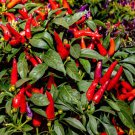 300 Anaheim Chili Pepper New Mexico Chili Pepper Capsicum Annuum Vegetable See Easy to Grow