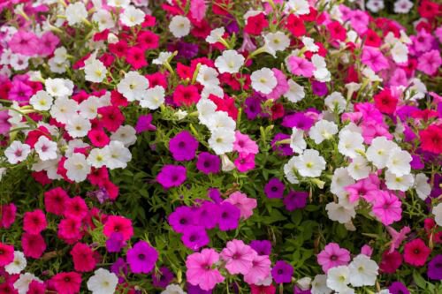 250 Mixed Colors Dwarf Petunia Pink Red Purple White Bicolor Flower Seeds Easy to Grow