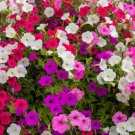 250 Mixed Colors Dwarf Petunia Pink Red Purple White Bicolor Flower Seeds Easy to Grow