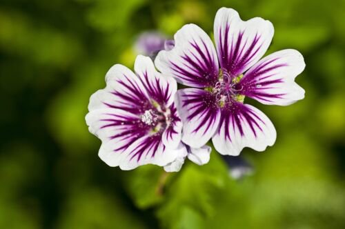 20 Zebra Mallow Malva Sylvestris Var Zebrina Flower Seeds Easy to Grow