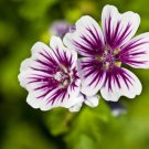 20 Zebra Mallow Malva Sylvestris Var Zebrina Flower Seeds Easy to Grow