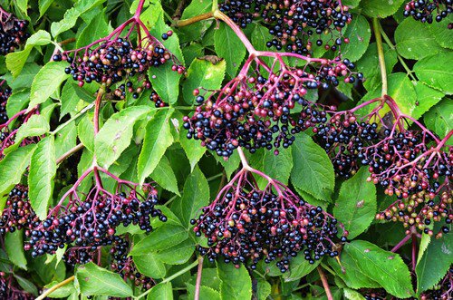 25 American Elderberry Fruit Bush Shrub Tree Sambucus Nigra Seeds Easy to Grow