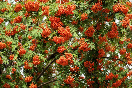 20 Ash Tree Mountain Amur Rowan Sorbus Aucuparia Seeds Easy to Grow
