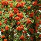 20 Ash Tree Mountain Amur Rowan Sorbus Aucuparia Seeds Easy to Grow