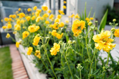 10 Yellow Lady Stratheden Geum Chiloense Flower Seeds Easy to Grow