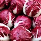 100 Rossa Di Verona Radicchio Endive Italian Cichorium Intybus Vegetable Seeds Easy to Grow