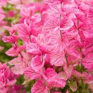 50 'Pink Sundae' Clary Sage Salvia Viridis Horminum Herb Flower Seeds Easy to Grow