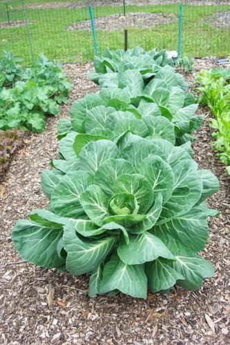250 Vates Collards Collard Greens Brassica Oleracea Acephala Vegetable Seeds Easy to Grow