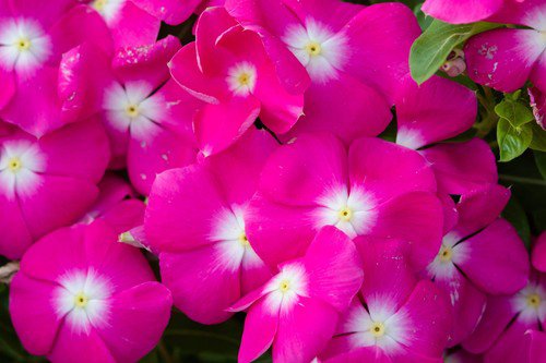 100 Pink Dwarf Rose Periwinkle Vinca Rosea Flower Seeds Easy to Grow