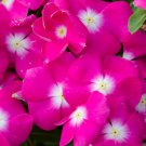 100 Pink Dwarf Rose Periwinkle Vinca Rosea Flower Seeds Easy to Grow