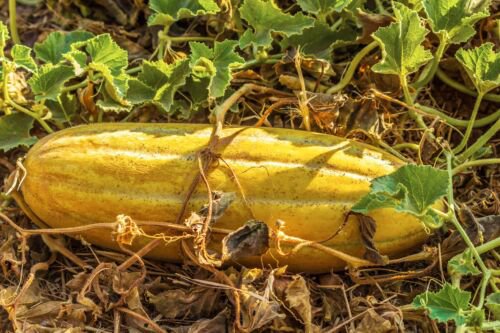 50 Banana Melon Fruit Cucumis Melo Seeds Easy to Grow