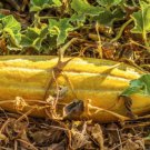 50 Banana Melon Fruit Cucumis Melo Seeds Easy to Grow