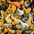 30 Mixed Gourd Lagenaria Siceraria Seeds Easy to Grow