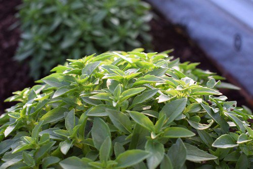 200 Spicy Globe Basil Ocimum Basilicum Herb Flower Seeds Easy to Grow