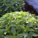 200 Spicy Globe Basil Ocimum Basilicum Herb Flower Seeds Easy to Grow
