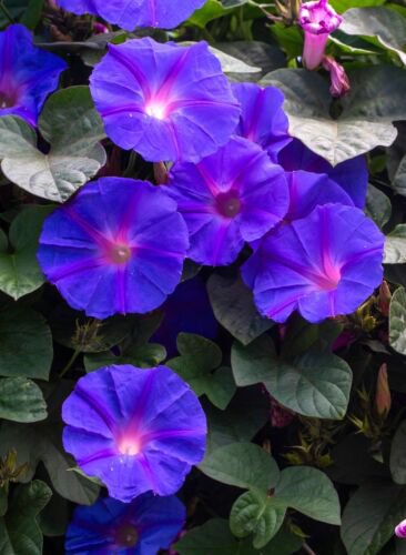 100 Purple Morning Glory Ipomoea Nil Flower Vine Seeds Easy to Grow