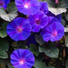 100 Purple Morning Glory Ipomoea Nil Flower Vine Seeds Easy to Grow