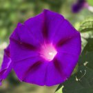 100 Grandpa Ott Morning Glory Ipomoea Purpurea Flower Vine Seeds Easy to Grow