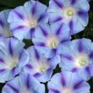 75 Blue Star Morning Glory Ipomoea Tricolor Flower Vine Seeds Easy to Grow