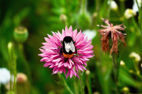 750 Pink Bachelor'S Button Cornflower Centaurea Cyanus Flower Seeds Easy to Grow
