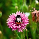 750 Pink Bachelor'S Button Cornflower Centaurea Cyanus Flower Seeds Easy to Grow