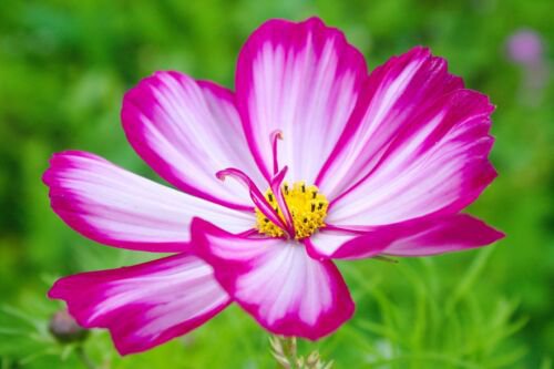 300 Candy Stripe Cosmos Bipinnatus Pink White Flower Seeds Easy to Grow