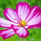 300 Candy Stripe Cosmos Bipinnatus Pink White Flower Seeds Easy to Grow