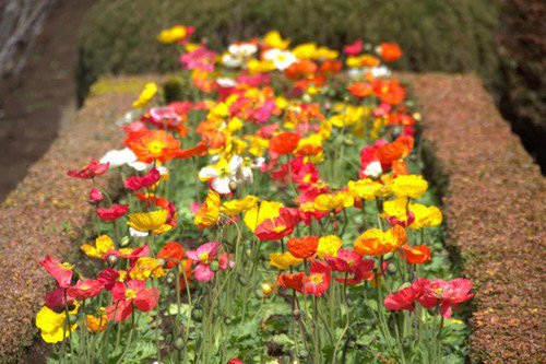 2000 Mixed Color Shirley Poppy Corn Field Flanders Papaver Rhoeas Flower Seeds Easy to Grow