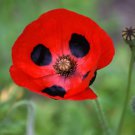 150 Red Ladybird Poppy Papaver Commutatum Scarlet Black Flower Seeds Easy to Grow