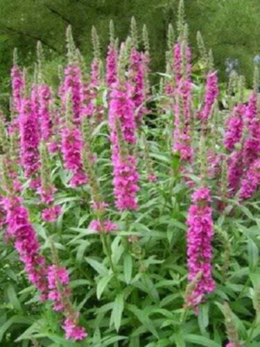 1000 Pink Winged Loosestrife Lythrum Alatum Flower Seeds Easy to Grow