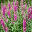 1000 Pink Winged Loosestrife Lythrum Alatum Flower Seeds Easy to Grow