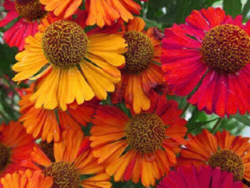 100 Helenium Autumn Leaves Mix Helenium Autumnale Sneezeweed Flower Seeds Easy to Grow