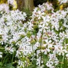 50 White Rock Soapwort Saponaria Vaccaria Alba Flower Seeds Easy to Grow